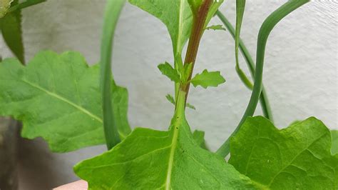 Aula Do M Dulo De Cultivo Coleta Secagem Embalamento E Armazenamento