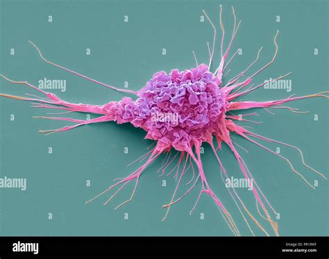 Kupffer Cell Anatomy Hi Res Stock Photography And Images Alamy