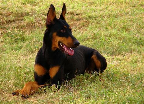 Doberman Lifespan How Long Do Dobermans Live A Z Animals