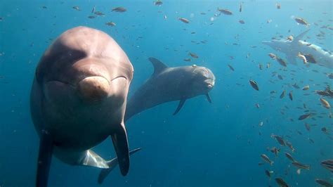 Sur le front des dauphins un doc diffusé dimanche sur France 5