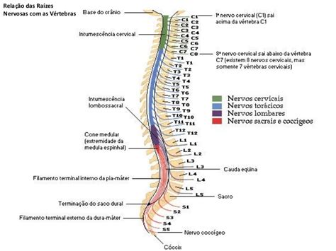O Que É A Medula Espinhal - neuroanatomia medula espinhal 16 728 - Anatomia e Fisiologia I