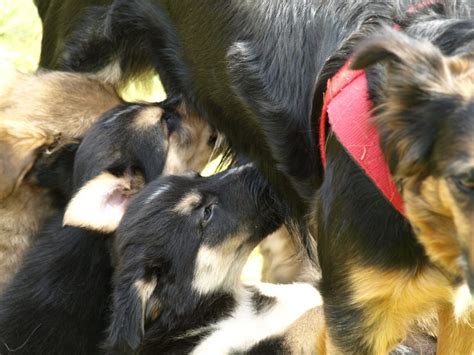 Wie Lange Sind Hunde Schwanger Und Tr Chtig Fluffis De