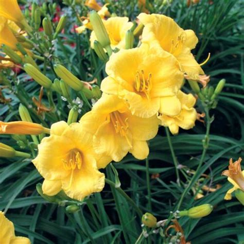 Stella Doro Daylily Foothills Nurseries