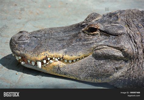 Alligator Crocodilian Image Photo Free Trial Bigstock