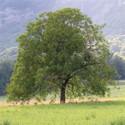 'Buccaneer' Walnut Tree – Roots Plants