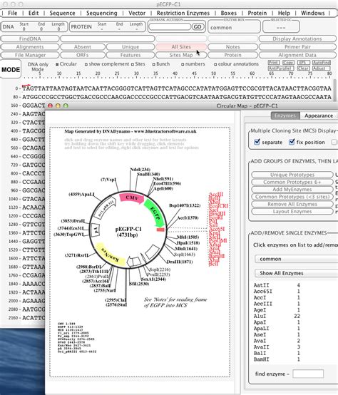 Convert Dnadynamo Files To Snapgene Dna Format Snapgene