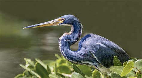 Site Nominations Open for Louisiana Birding Trails - louisianalife.com