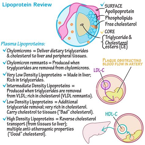 Pathology Glossary: Hyperlipidemia | Draw It to Know It