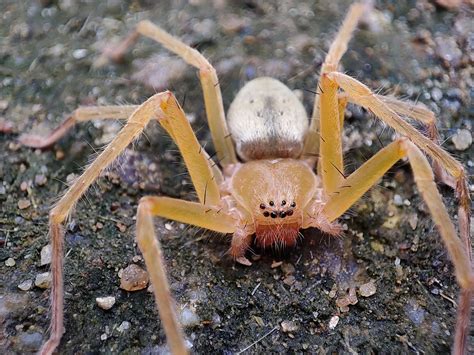 ARAÑA VIOLINISTA » Características, Hábitat, Veneno - Cumbre Pueblos