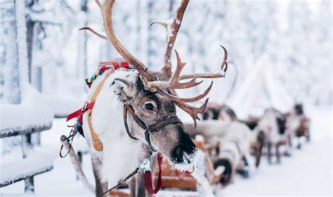 Que mangent les rennes du Père Noël Visio Père Noël