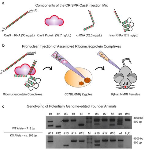 Crispr Cas9 Knockout