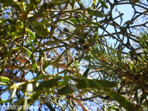 16 Plantas Silvestres Para Identificar Guía De Jardín