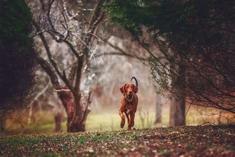 5 Best Redbone Coonhound Breeders In The Us