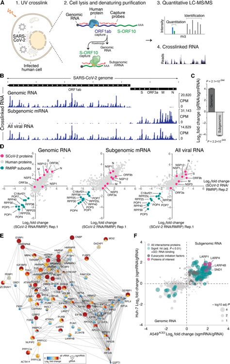 Snd Binds Sars Cov Negative Sense Rna And Promotes Viral Rna