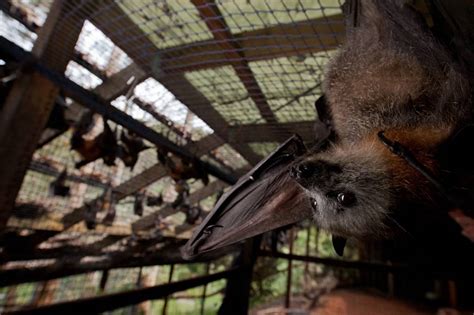 Grey Headed Flying Fox Bat Pteropus Poliocephalus Joel Sartore