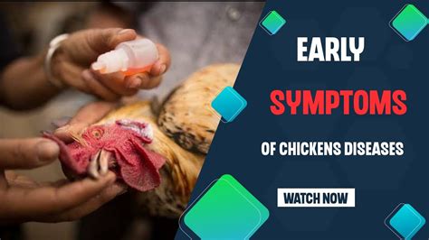 Signs Your Chicken Is Sick Mine Is Chicken Disease Symptoms Youtube