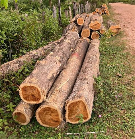 Round African Teak Wood Log At Rs Cubic Feet In Gandhidham Id