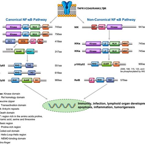 A Model Of Canonical And Non Canonical Nf B Pathways Aa Amino Acid