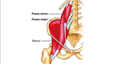 Psoas Anatomie