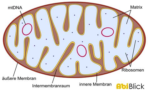 Mitochondrien Aufbau Und Funktion AbiBlick De