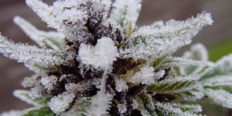 Blog How To Grow Cannabis In The Winter