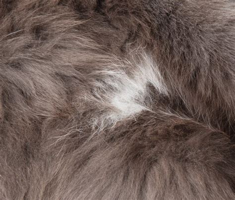 Cat Fur As An Abstract Background Texture Stock Photo Image Of