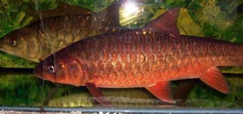 Ikan Empurau Vs Ikan Kelah : Empurau Or Ikan Kelah In Aquarium Most Expansive Tropical Carp Art ...