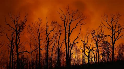 An Eerie Scene Of Burnt Trees Silhouetted Against A Fiery Orange Sky