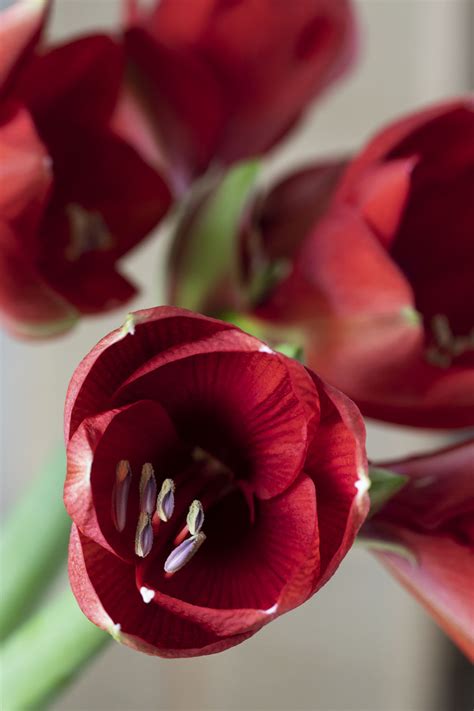 Få koselig julestemning med vakre amaryllis Mester Grønn