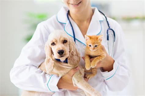 As Diferenças Entre Cães E Gatos No Consultório Veterinário