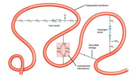 Proteins Biology E Openstax Protein Biology Intermolecular