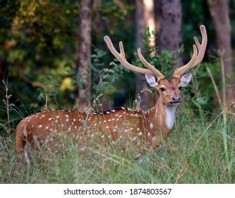 Indian Deer Photos and Images & Pictures | Shutterstock