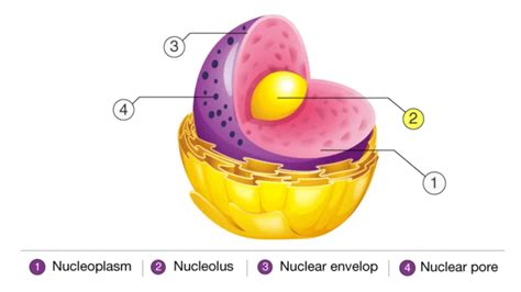 Nucleolus - Definition, Structure, Functions - Biology Notes Online