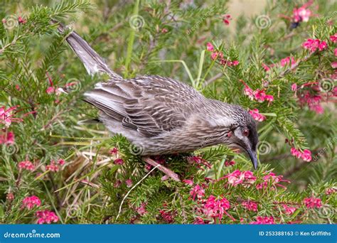 Red Wattle Bird Stock Image Image Of Nature Carunculata 253388163