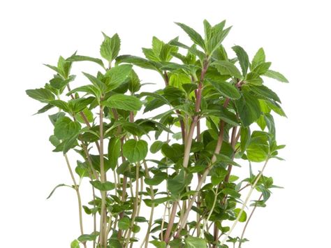 Uses For Ginger Mint - Learn About Ginger Mint Plant Care | Gardening ...