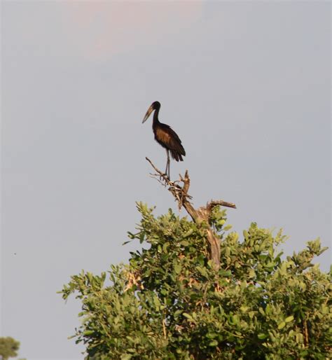 Birds of the Okavango Delta - Mel On The Go