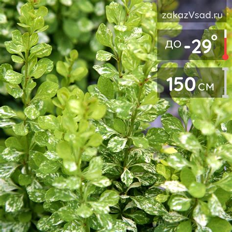 Барбарис Паувау саженцы недорого в питомнике Заказ В Сад