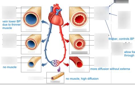 Blood Vessel Structure Diagram Quizlet