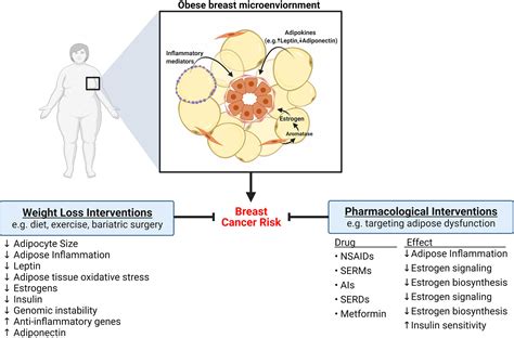 Frontiers Obese Adipose Tissue As A Driver Of Breast Cancer Growth