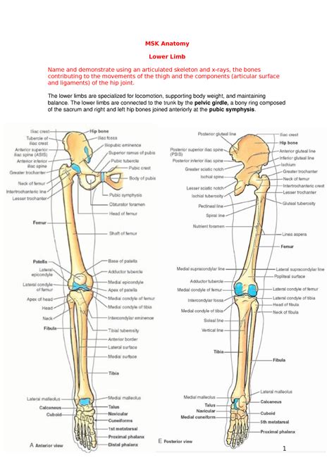 Usmle Msk 7 Lower Limb Anatomy And Pathology NBKomputer