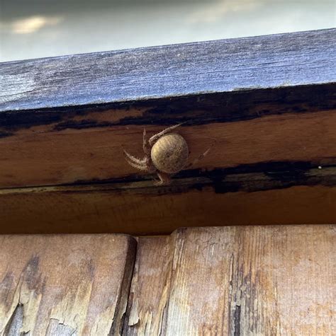 Can Someone Help Identify This Spider Rspiders