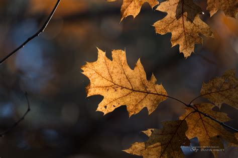 killer apps jpegmini pro review dustinabbottnet