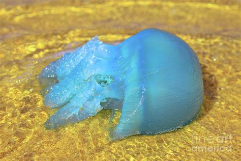 Australian blue jellyfish Photograph by Benny Marty - Pixels