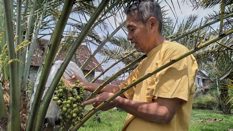 Kisah Warga Berbah Sleman Miliki Kebun Kurma Dan Hasilkan Kurma Lokal