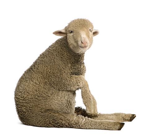 Best Sheep Profile Stock Photos Pictures And Royalty Free Images Istock