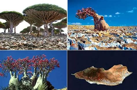 Sights of Socotra Island. Where is Socotra Island located? | Directions ...