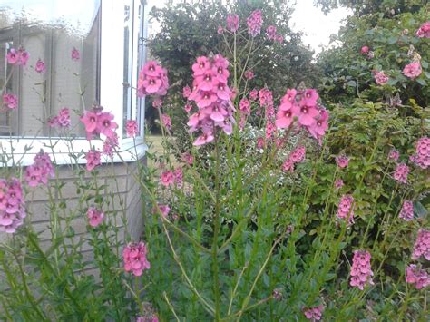 Pink Flowering Shrub Identification Uk Top 10 Cottage Garden