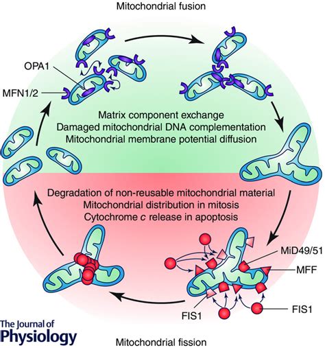 Mitochondrial Dynamics Mitophagy And Cardiovascular Disease Vásquez‐trincado 2016 The