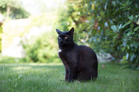 Domestic Cat Black Kitten Free Photo On Pixabay Pixabay