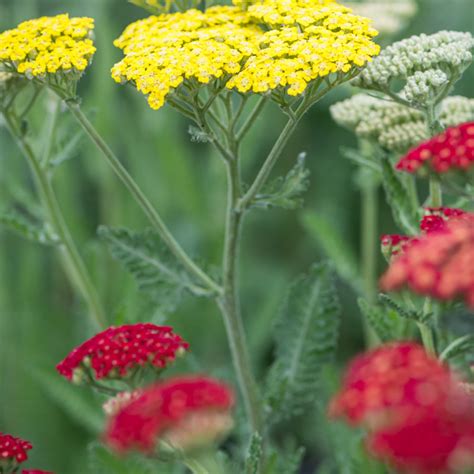 Szkółka Bylin Dobrepole Achillea millefolium Sassy Summer Lemon